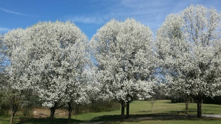 Van Hook in Pictures